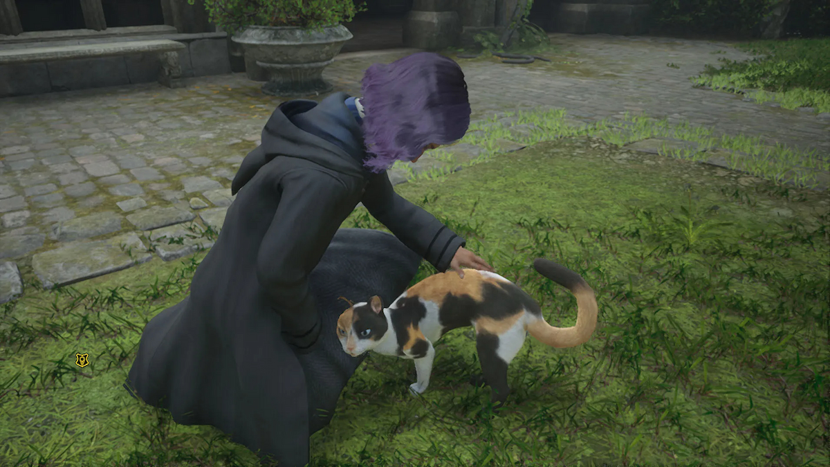 how to pet a cat and what it does in hogwarts legacy